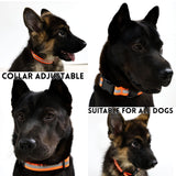 Reflective Leash Set — safety and style for every outdoor outing