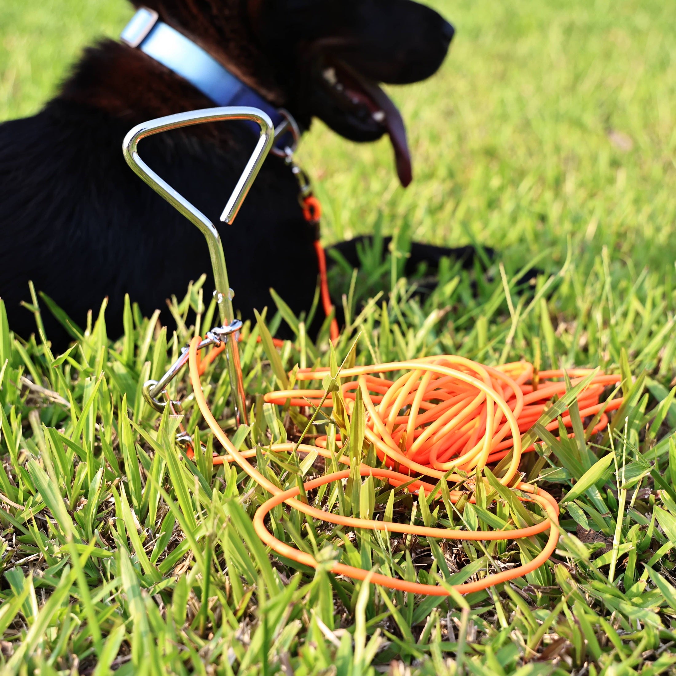 Ground Stake Fixed Dog Leash — safe freedom for your beloved Dog